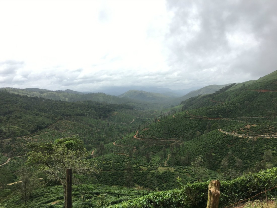 through tea estates 2