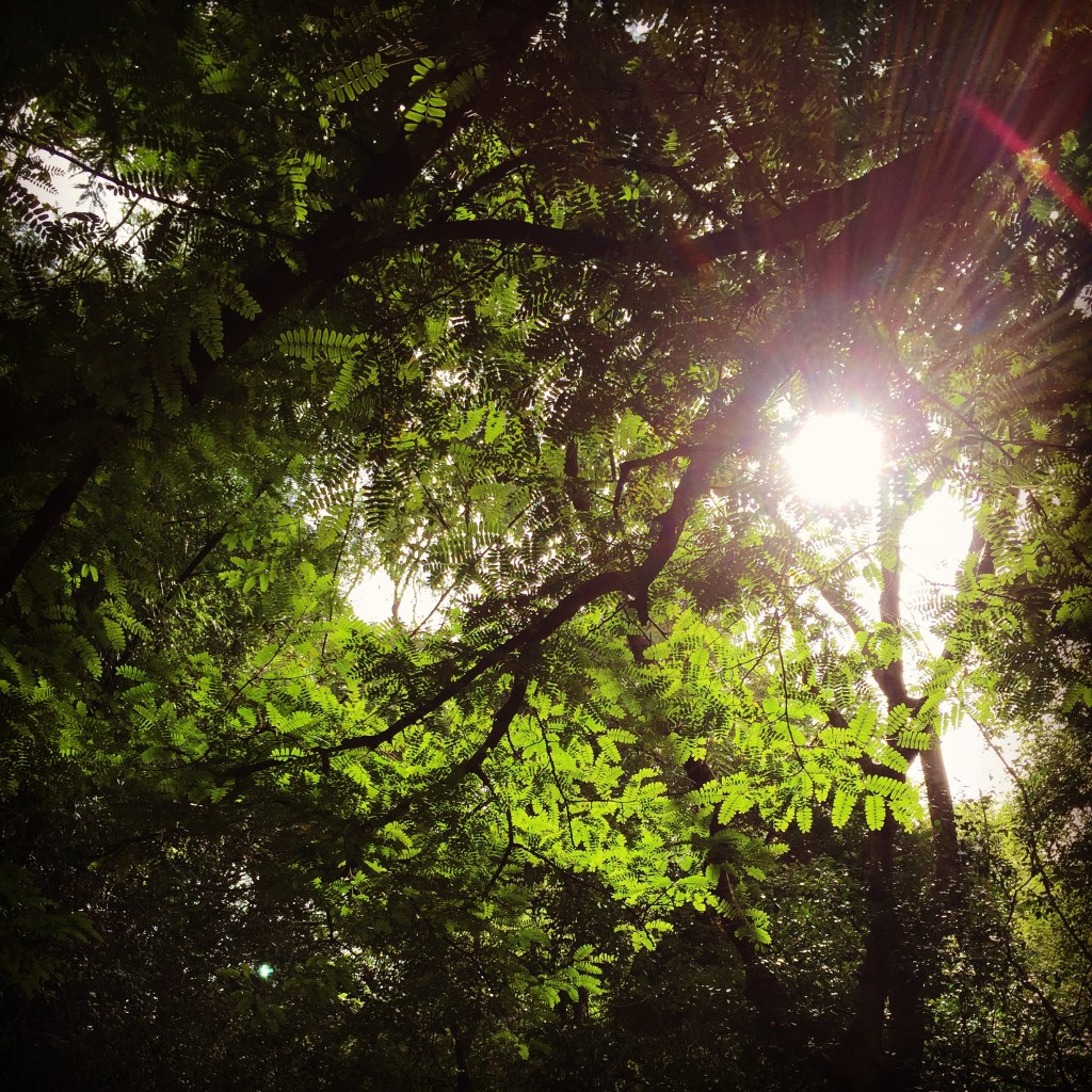 sun-shining-through-the-trees