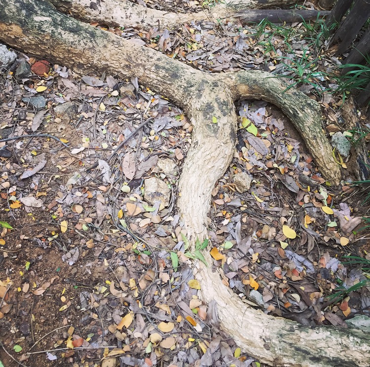 transmorgifying-nature