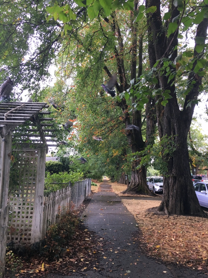 Ladd's Addition, Portland