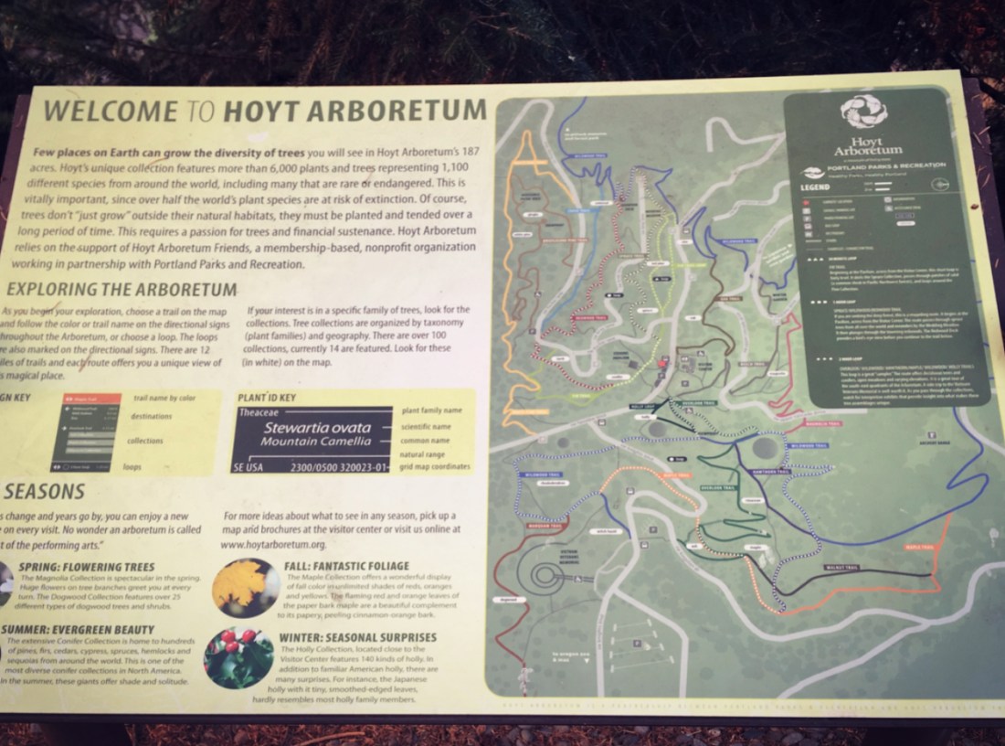 Hoyt Arboretum, Portland.jpg