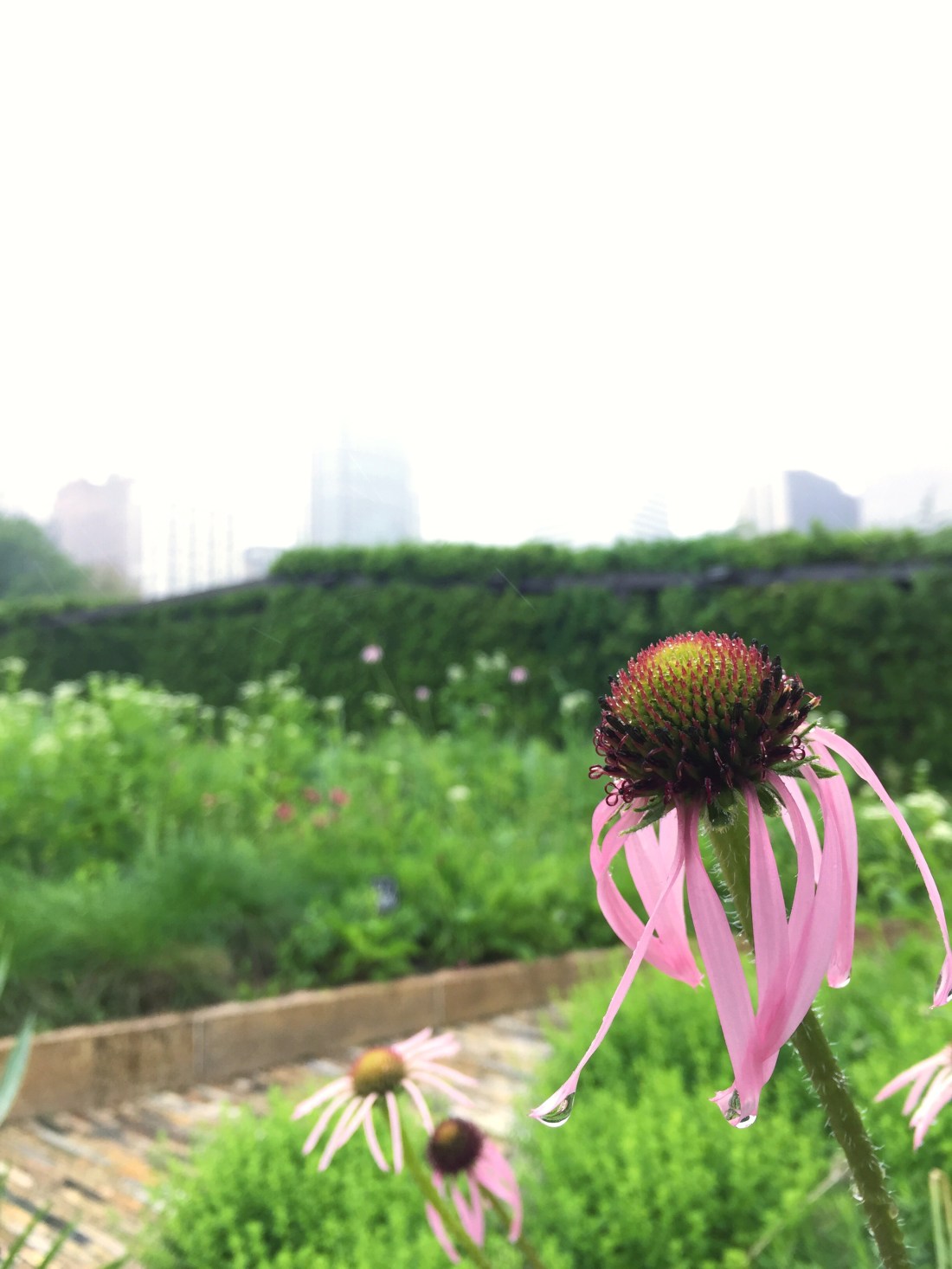 Laurie Garden, Millennium Park, Chicago