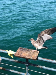Santa Monica pier, California