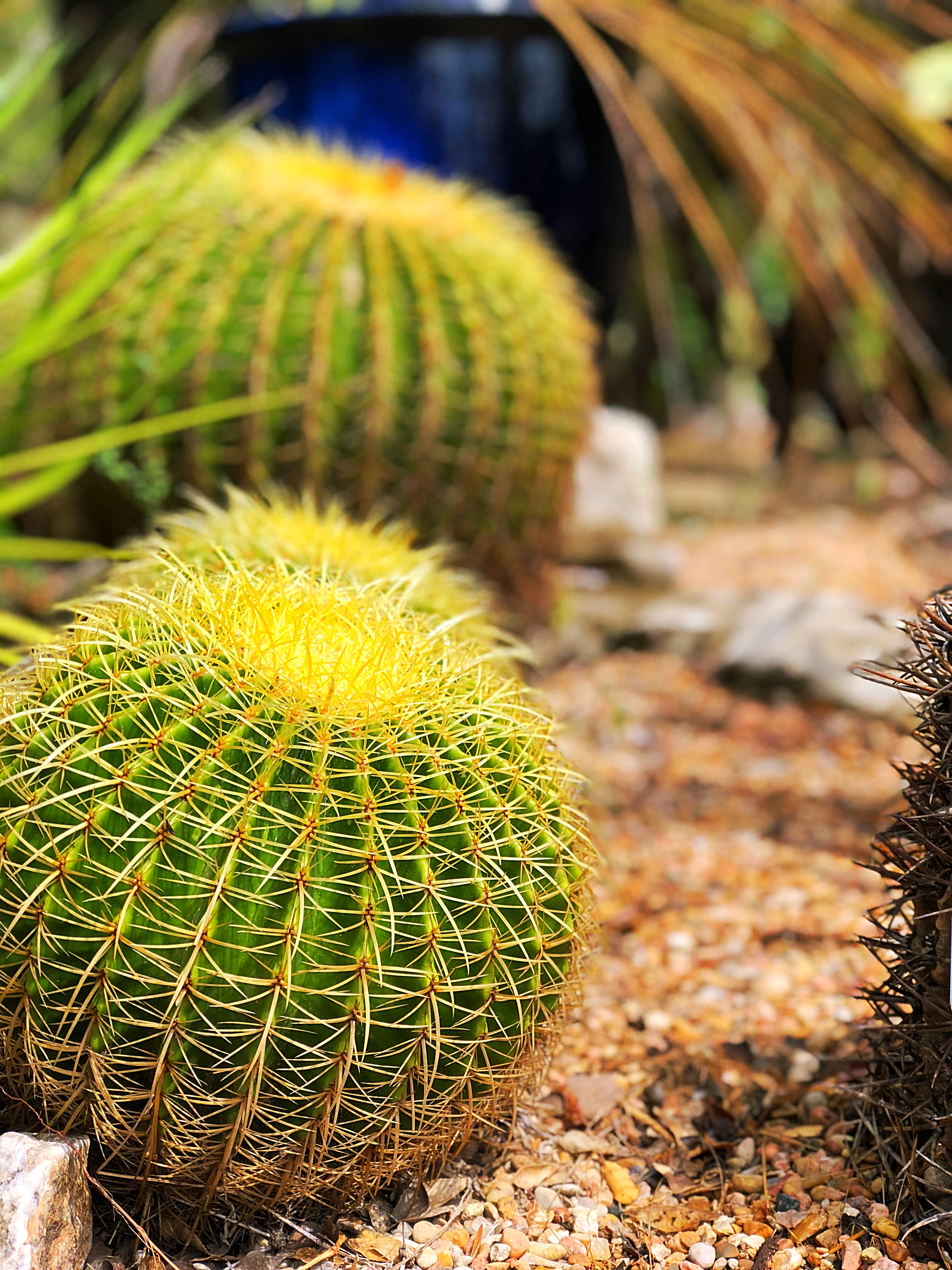 Cactus - Zilker Botanical Garden in Austin, Texas