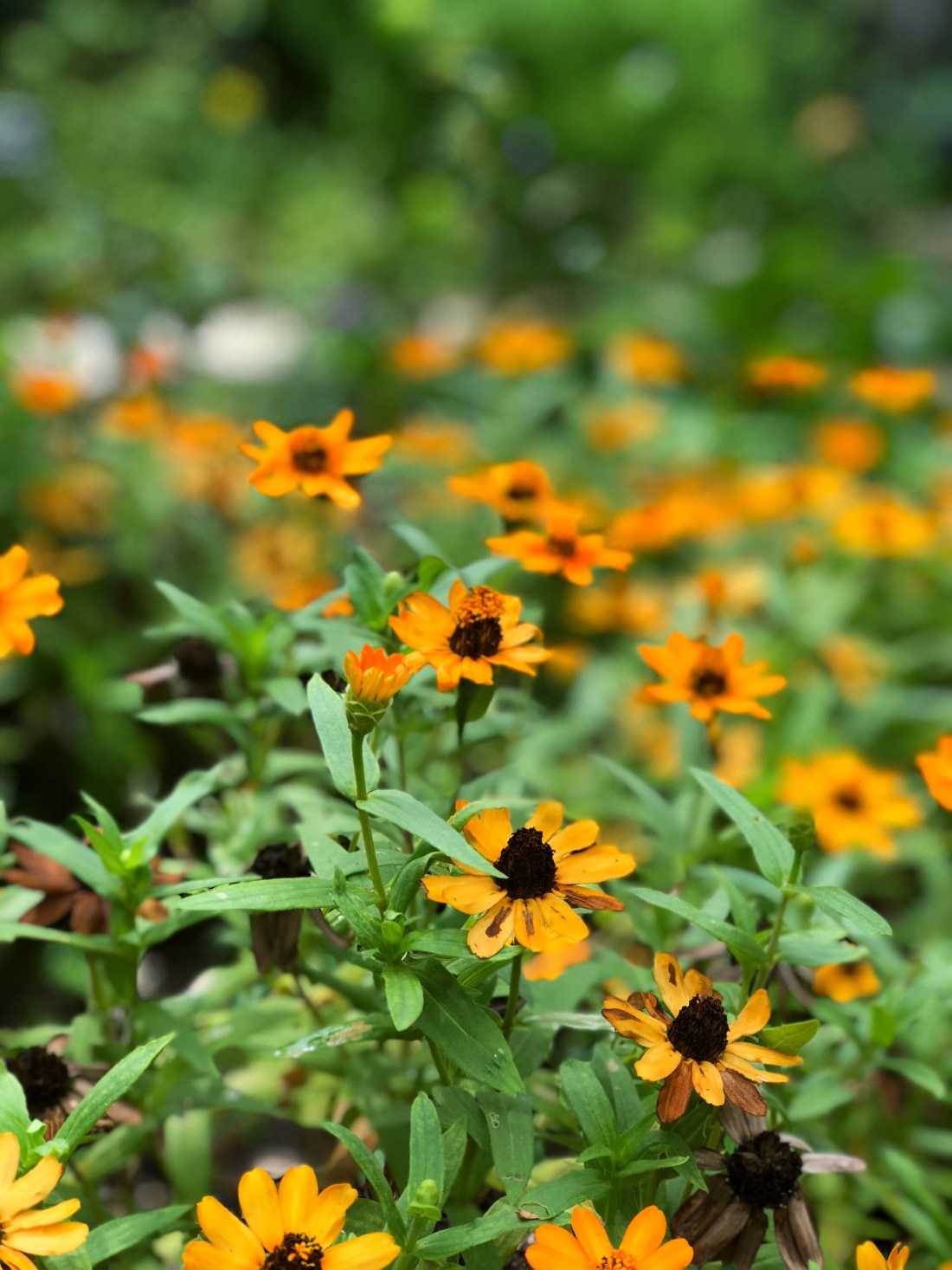 Zilker Botanical Garden in Austin, Texas