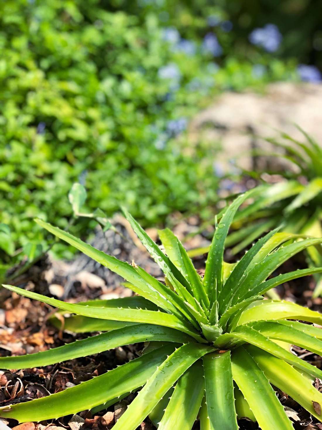 Zilker Botanical Garden in Austin, Texas