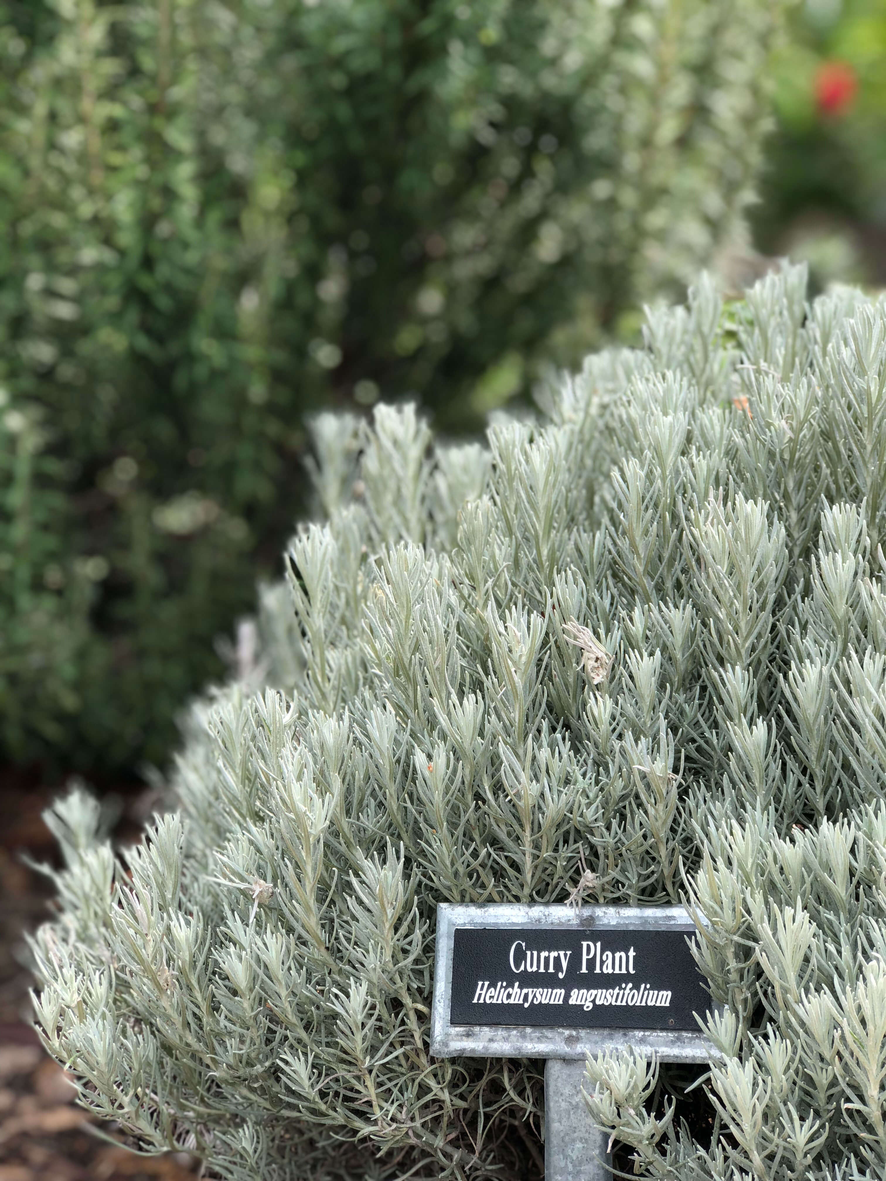 Zilker Botanical Garden