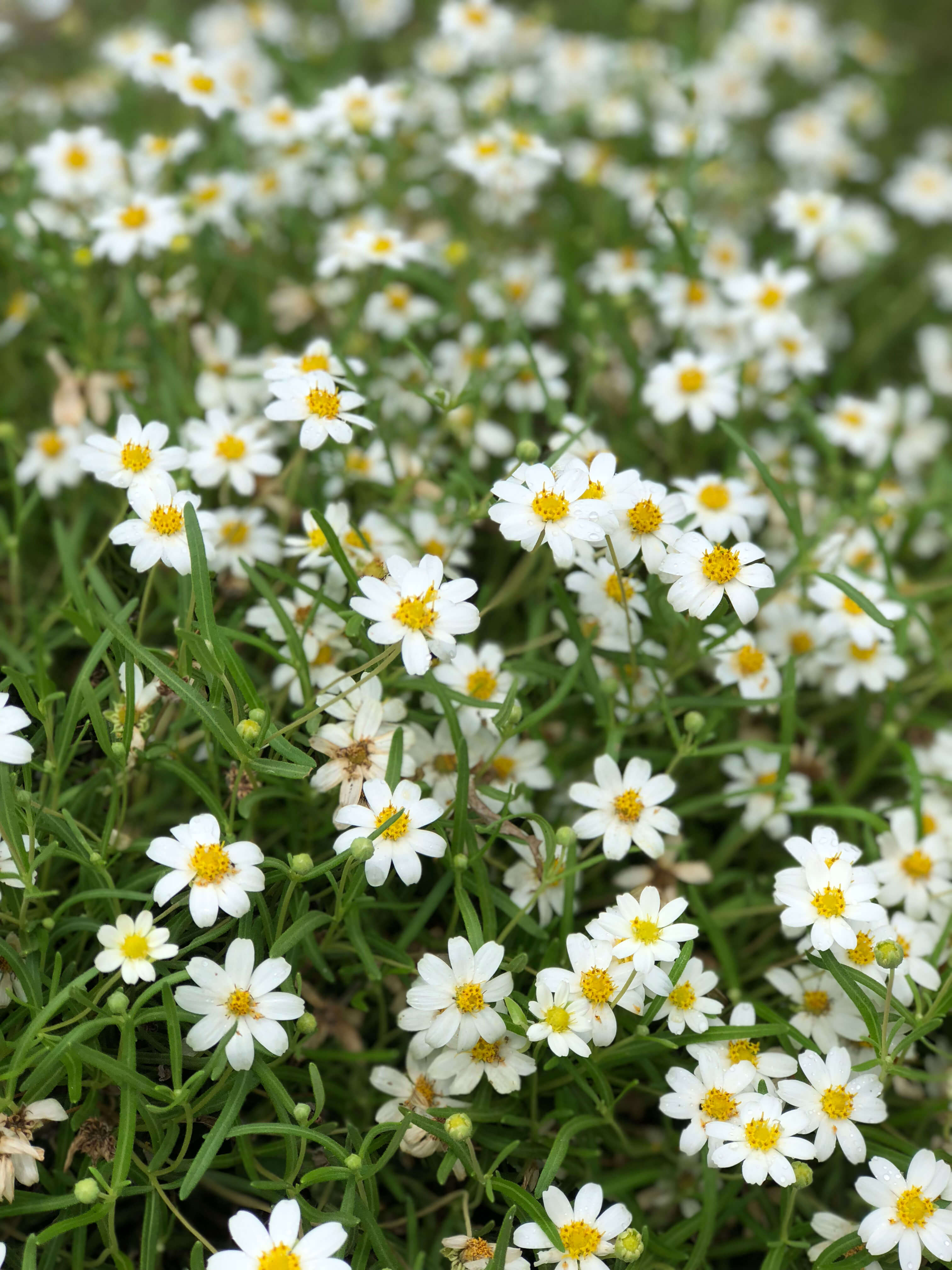 Zilker Botanical Garden