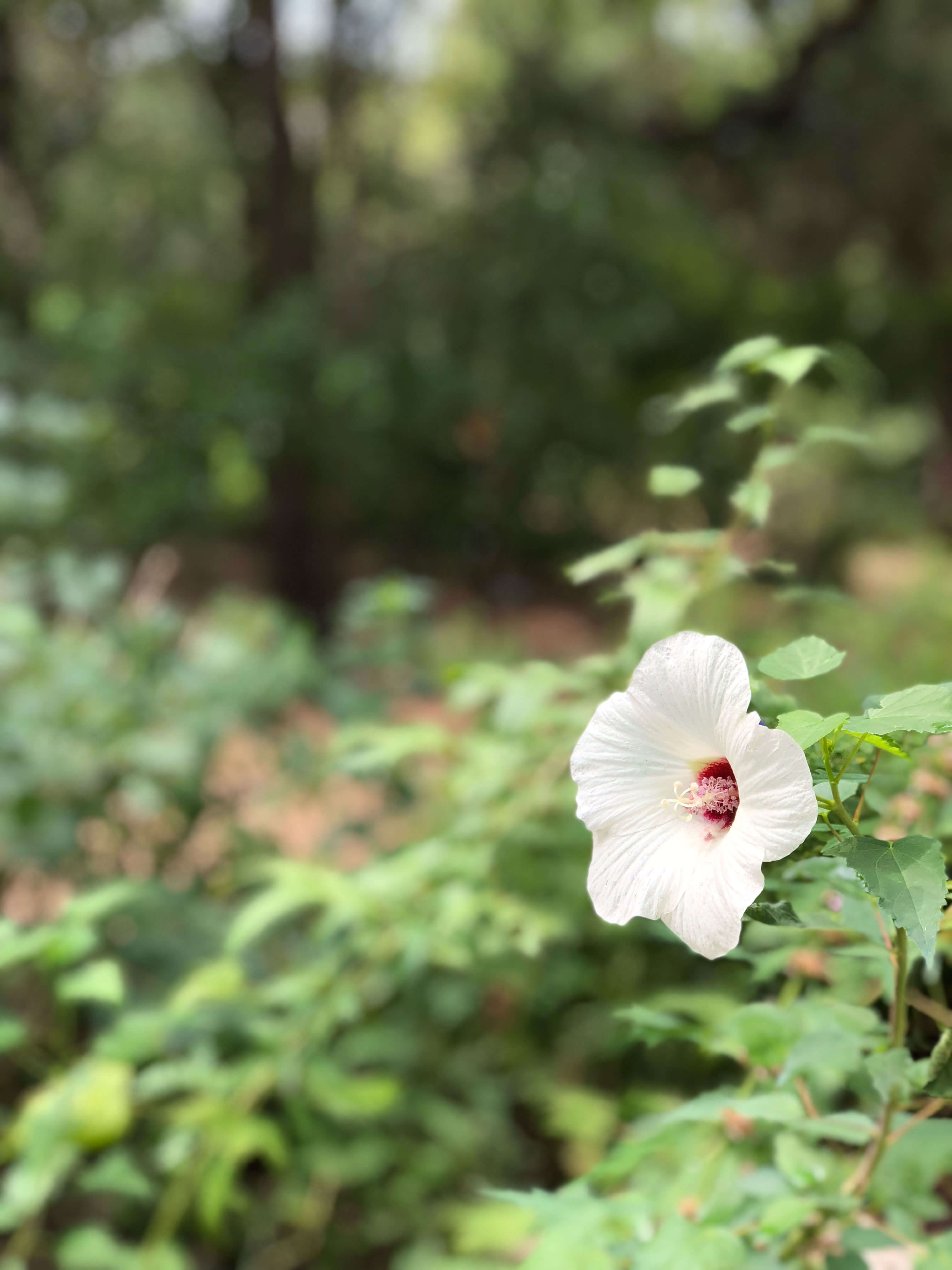 Zilker Botanical Garden