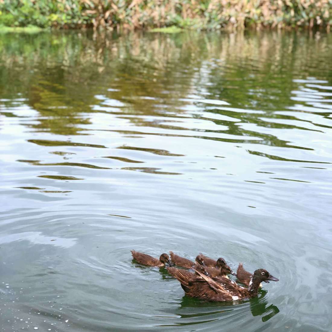 Ducks in the lake - Mueller park, Ausin, Texas