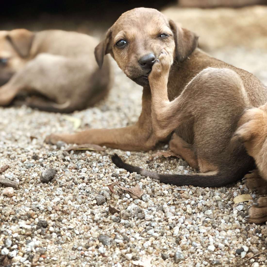 Puppies, Ambasamudram, South India