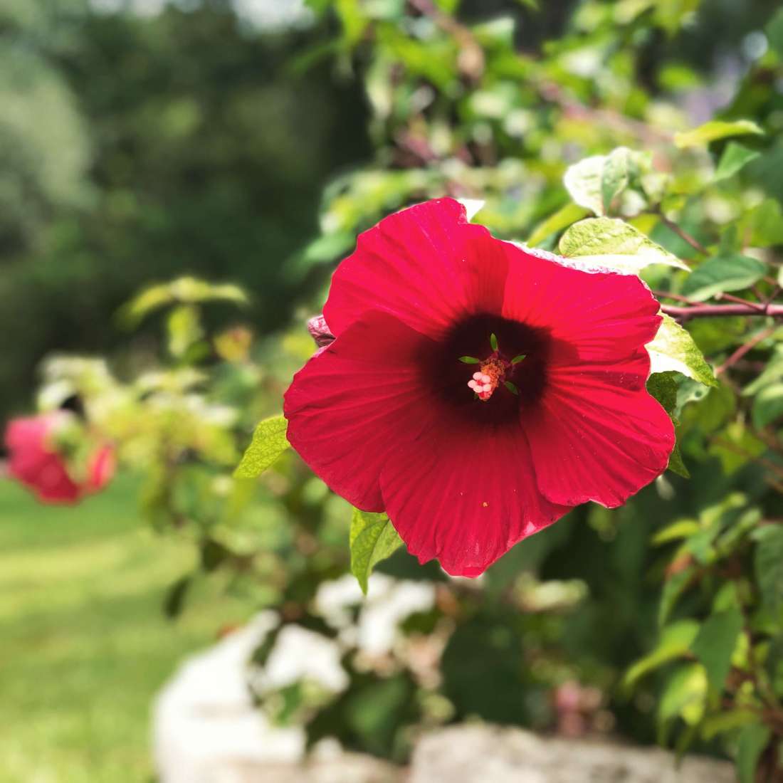 Zilker Botanical Garden