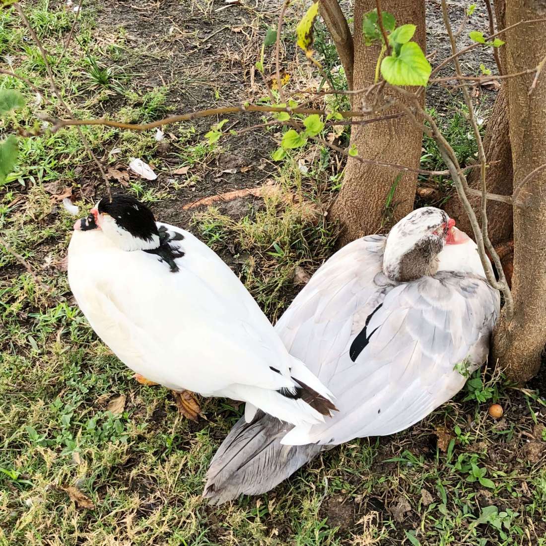 Mueller Park in Austin Texas