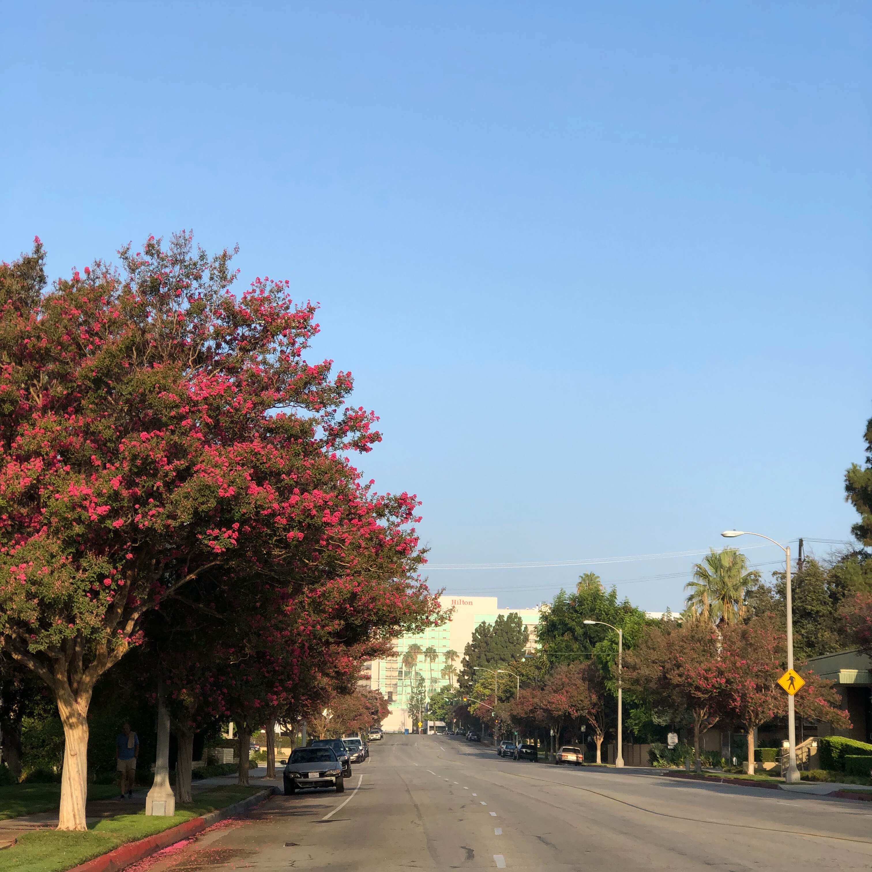 Morning walk in Pasadena, California