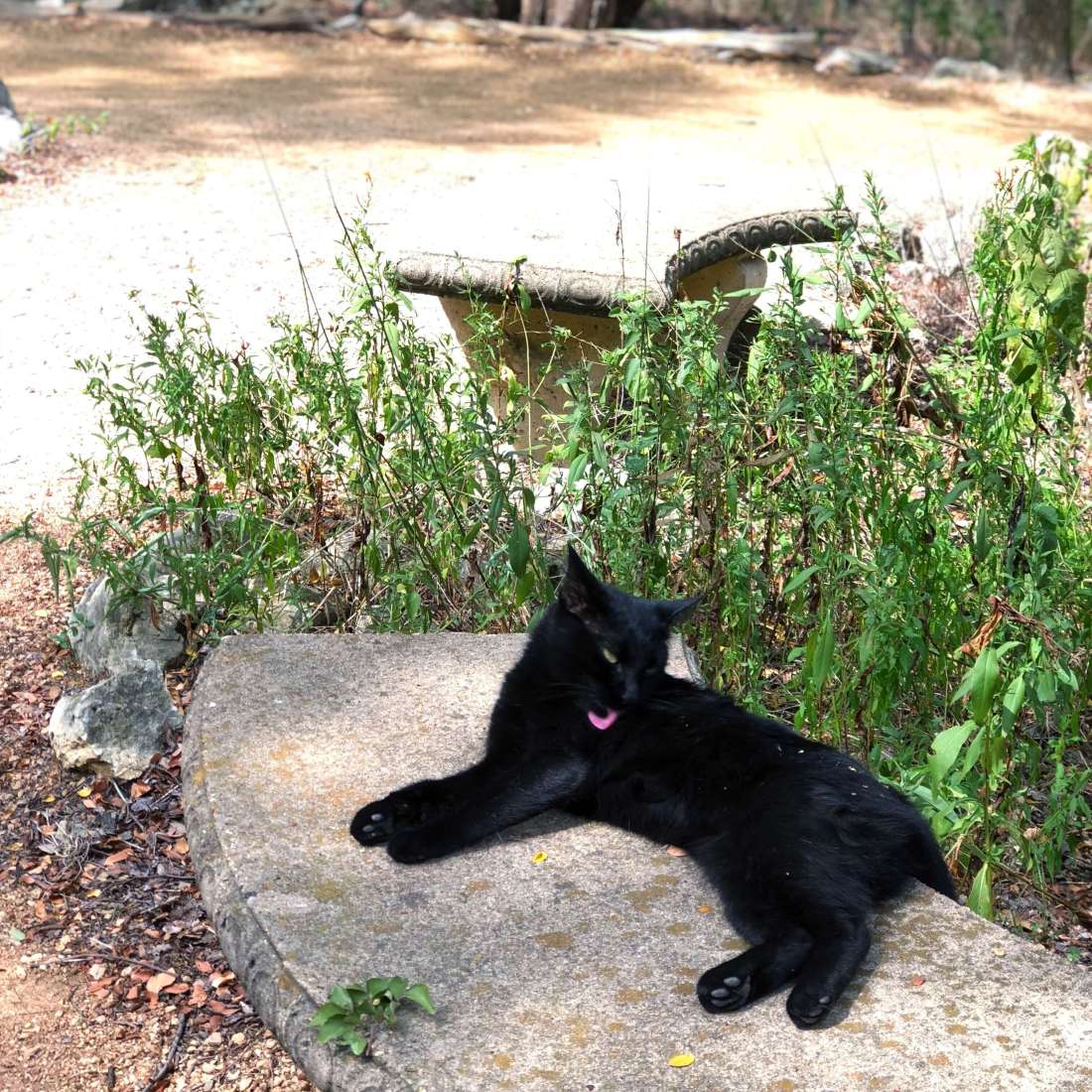 Black cat - Zilker Botanical Garden in Austin, Texas