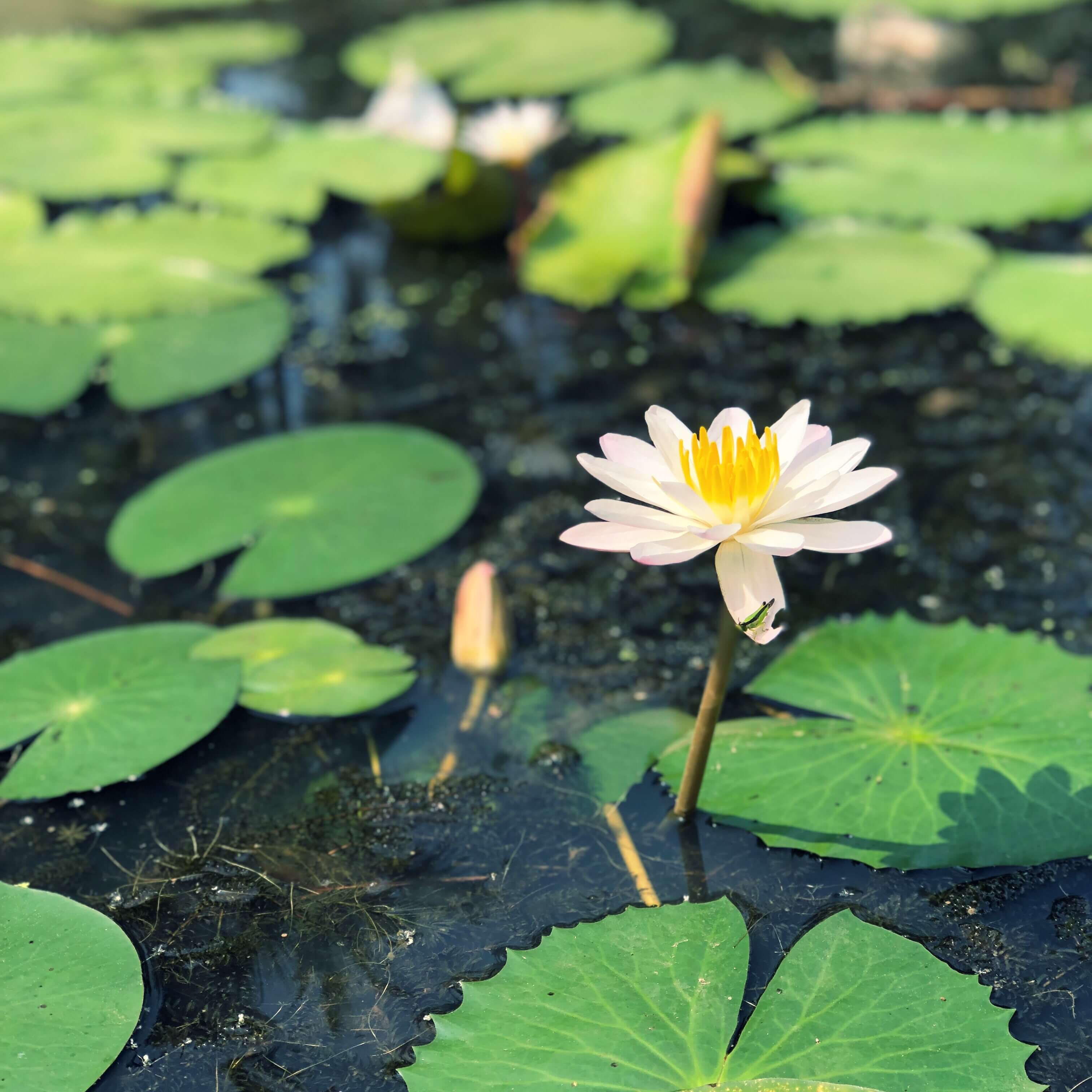 Blooming lotus in Kanyakumari, South India