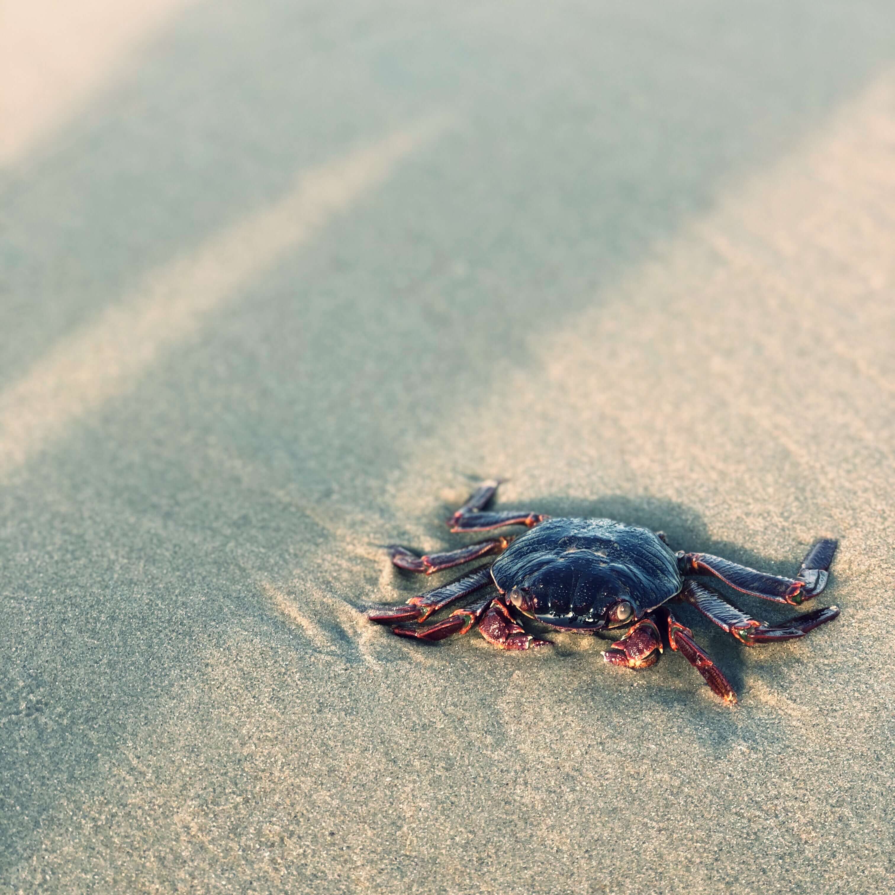 Dead crab at the Varkala beach, Kerala, India