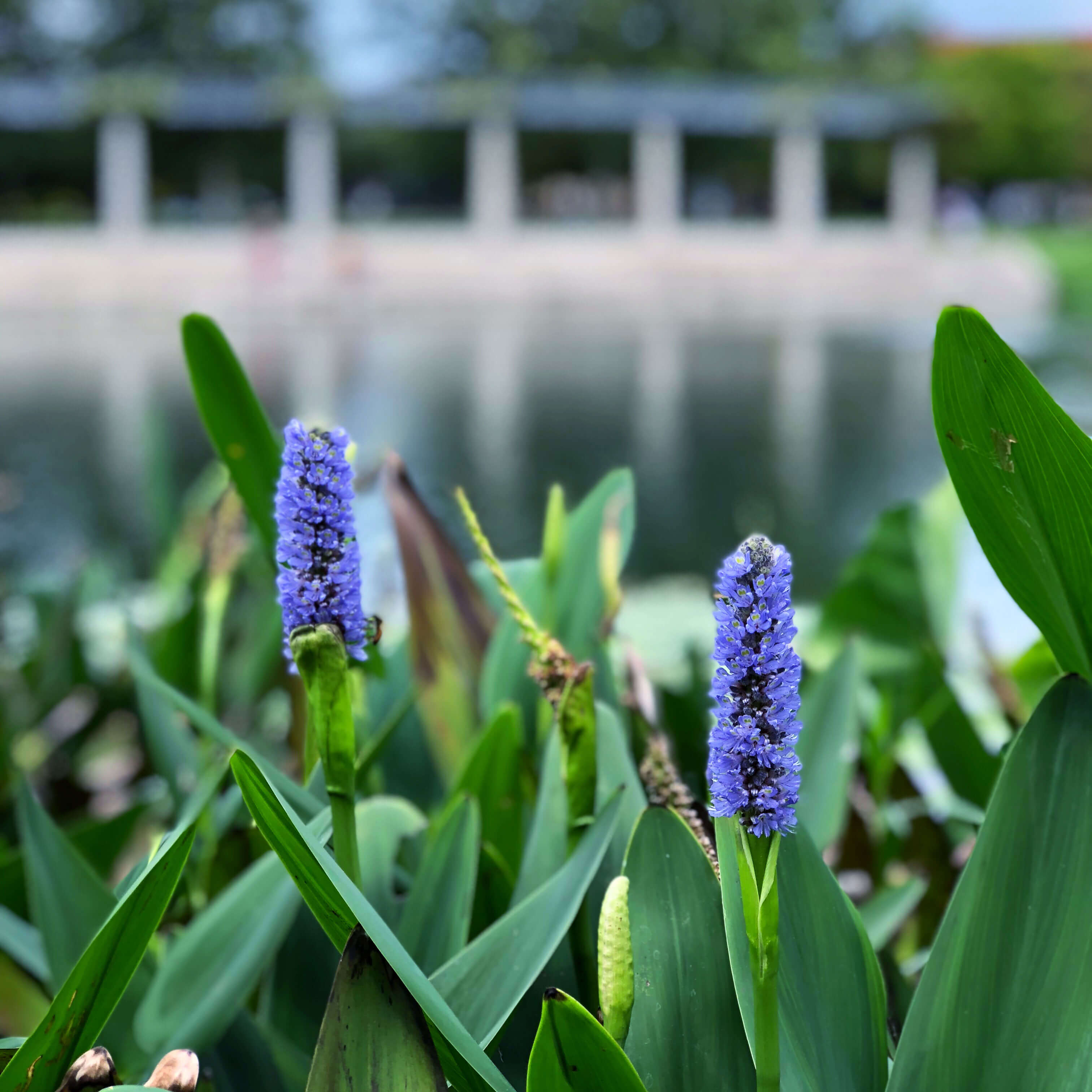 Flowers by the street - Austin, Texas