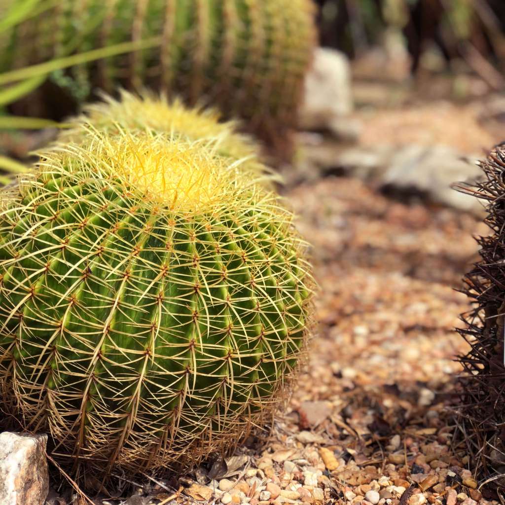 Desert plants in Zilker Botanical garden in Austin, Texas
