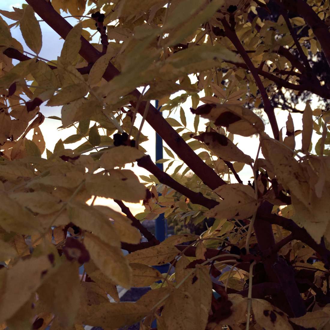 Canberra in the beginning of fall