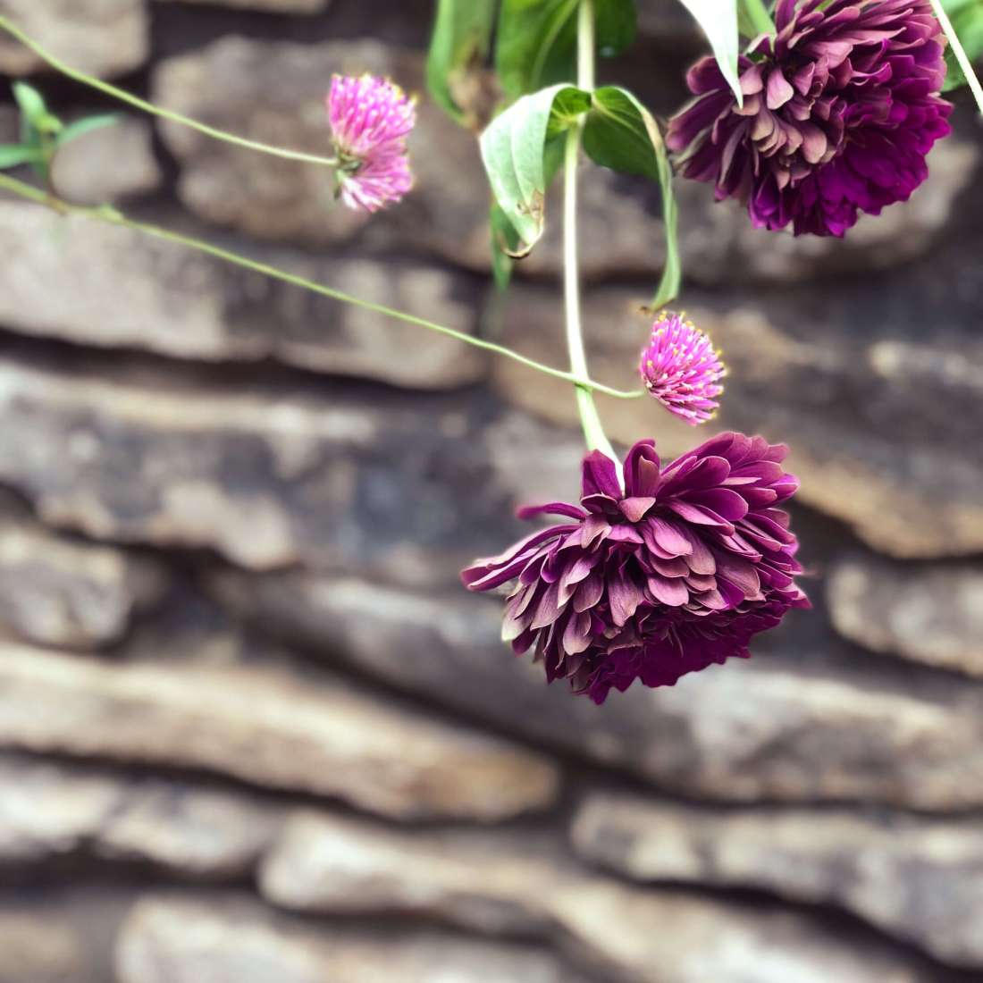 Flowers at Zilker Botanical garden, Austin, Texas