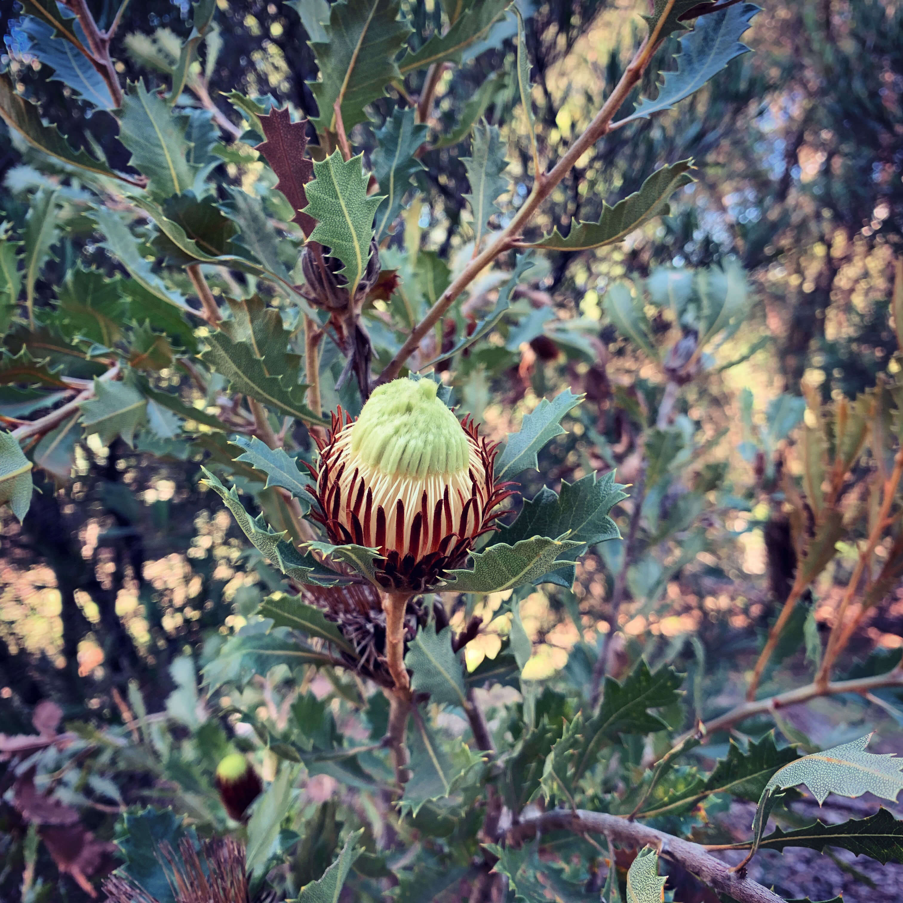 Australian National Botanical Gardens in Canberra