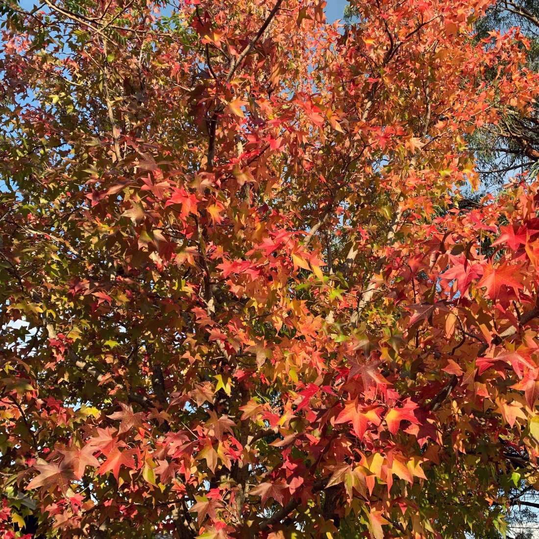 Autumn in Canberra, Australia