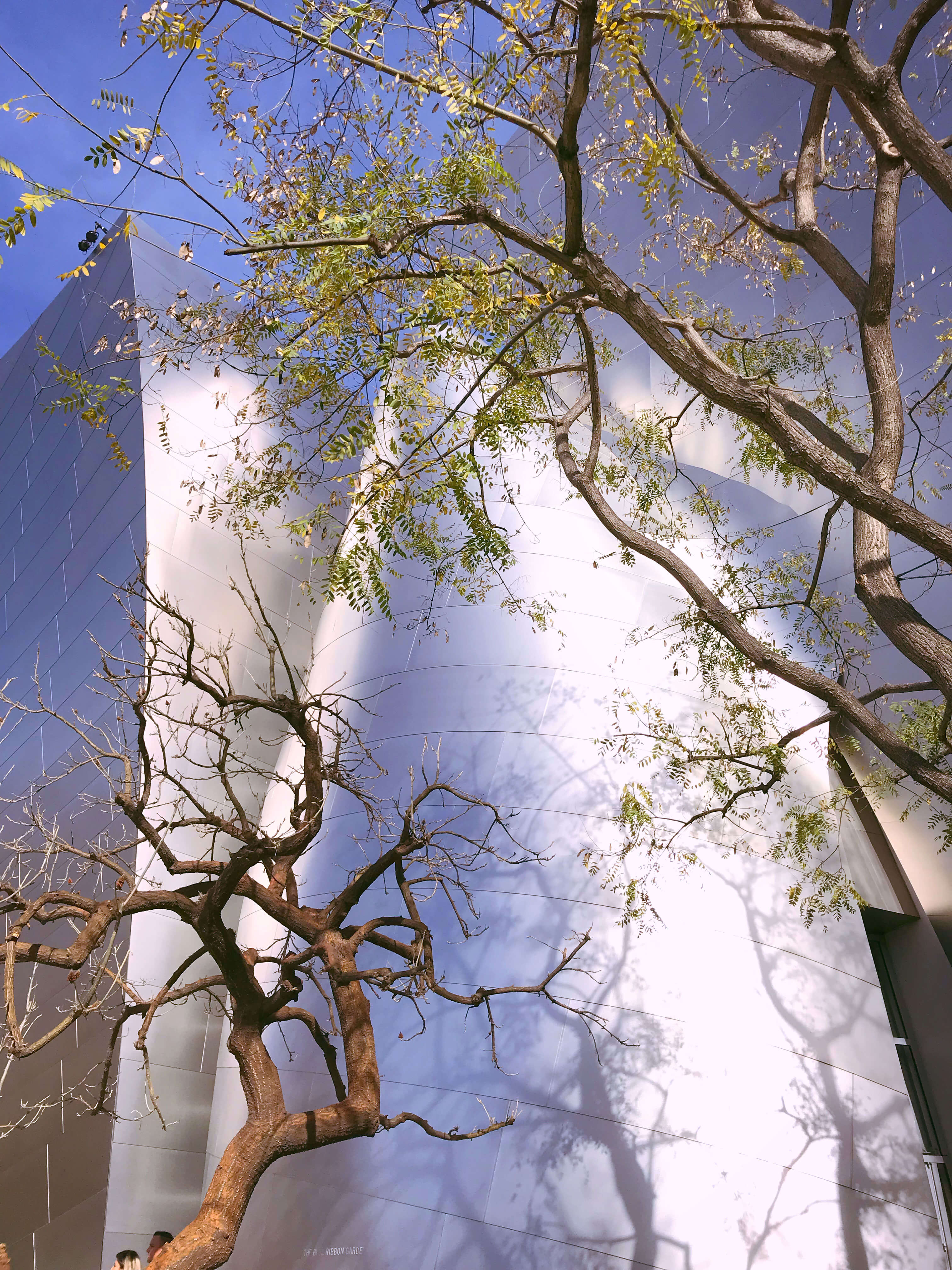 Trees at the Walt Disney Concert Hall in Los Angeles