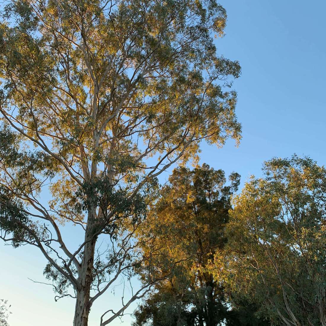 Sunkissed trees near Lake Ginninderra, Canberra