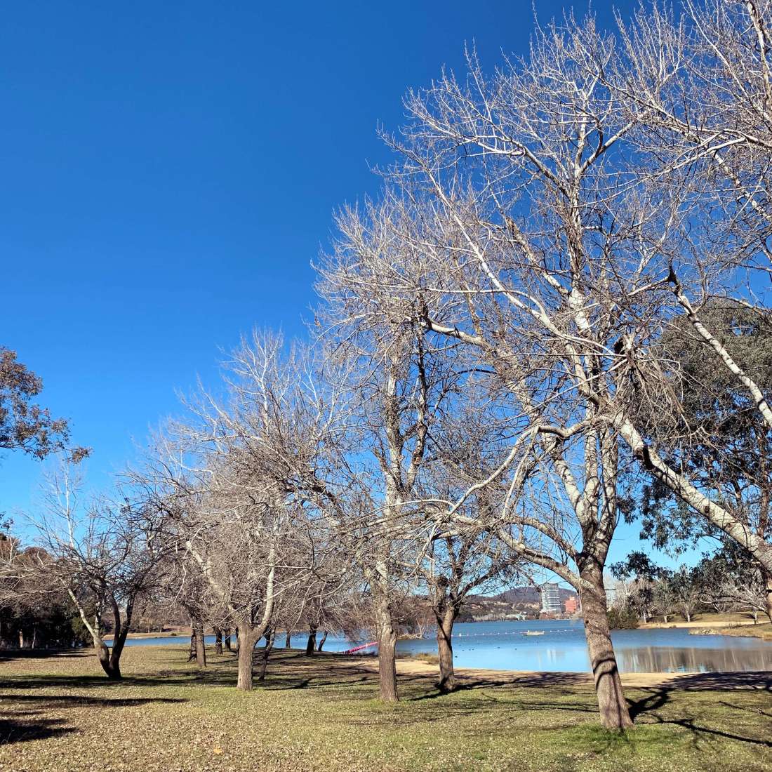 Winter trees by the Lake Ginninderra