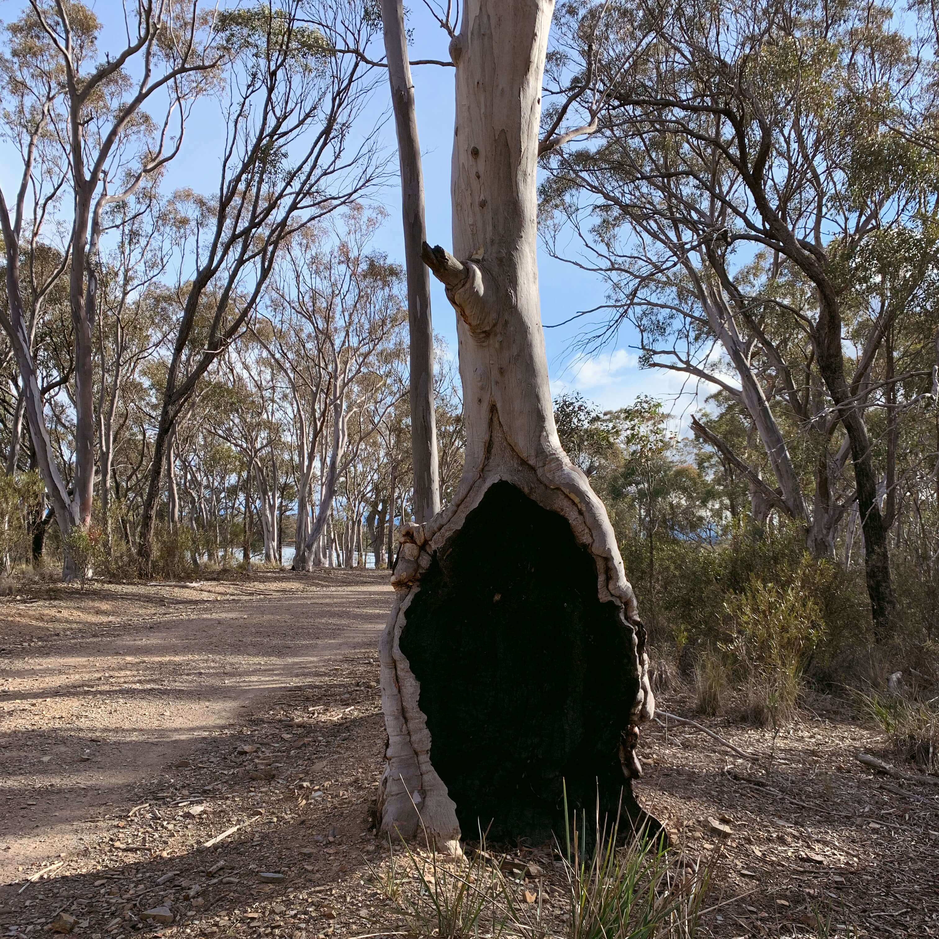 A hollow tree, Bruce Ridge Nature Reserve, Canberra