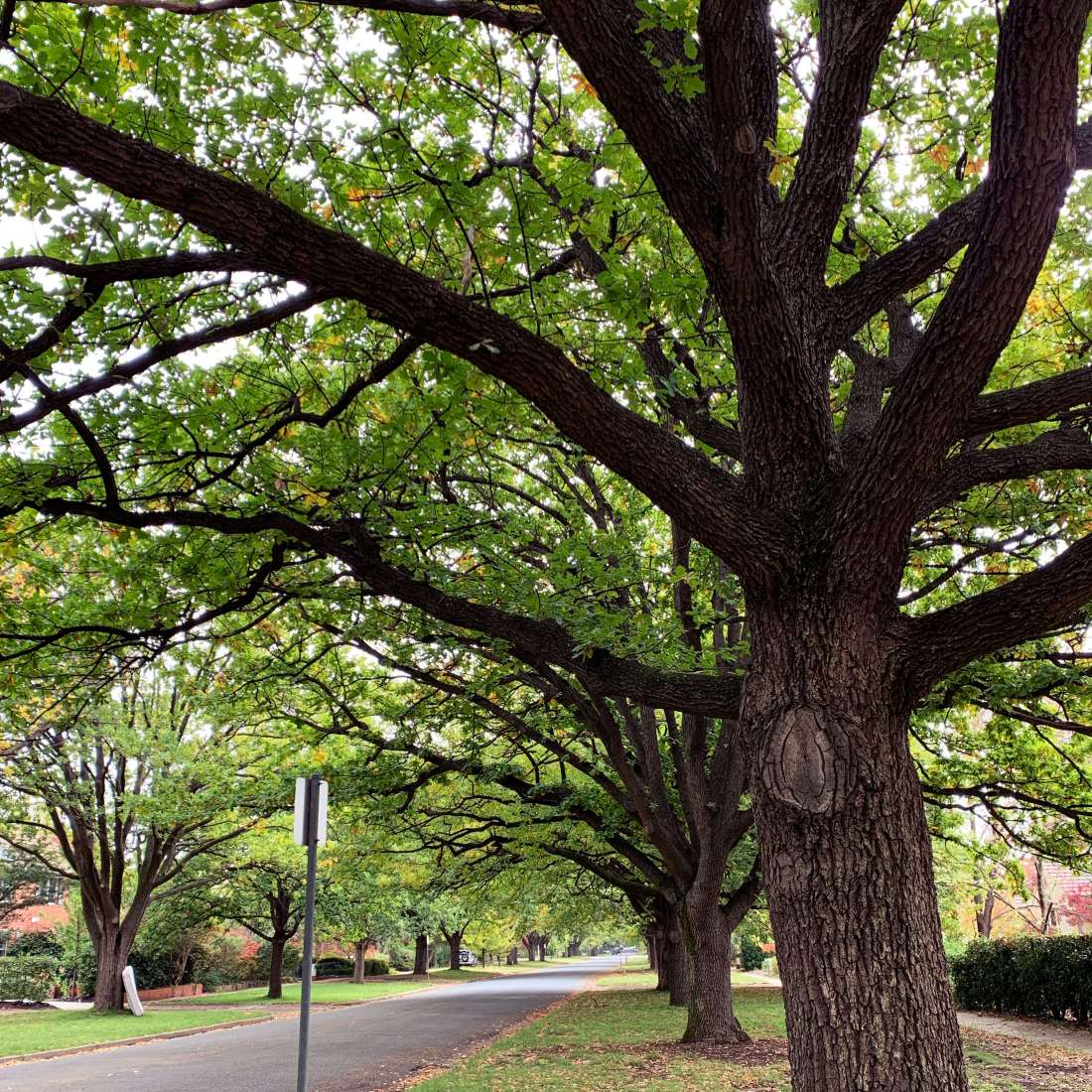 Arching trees in Canberra