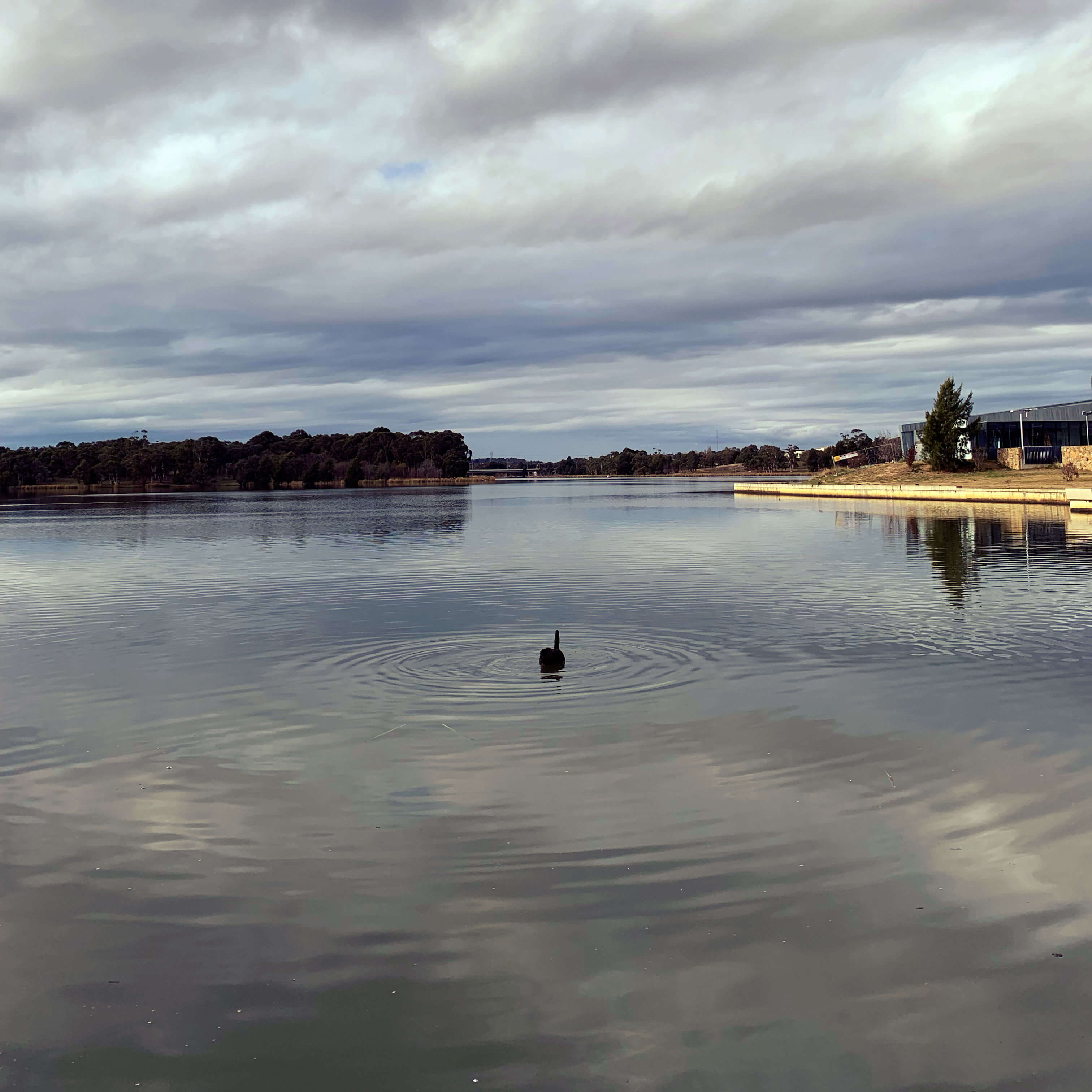 Lone swan, lake Ginninderra, Canberra