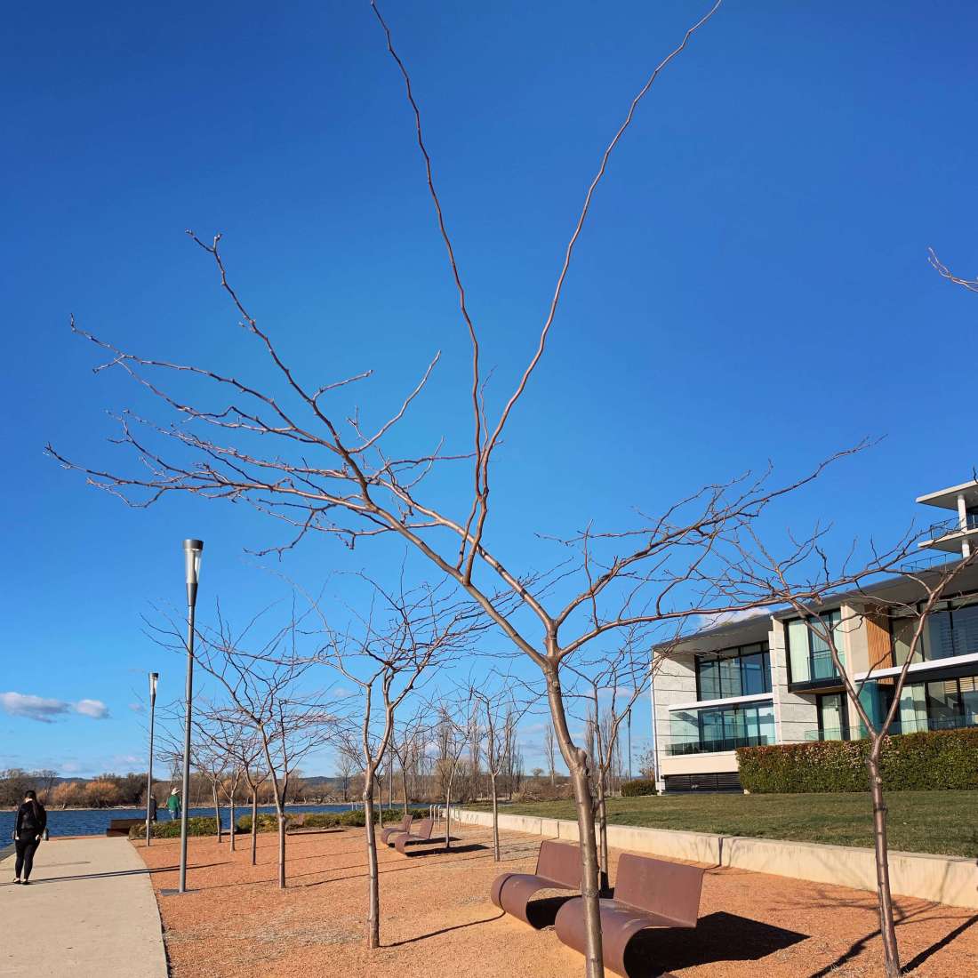 Trees at Trevillian Quay, Canberra