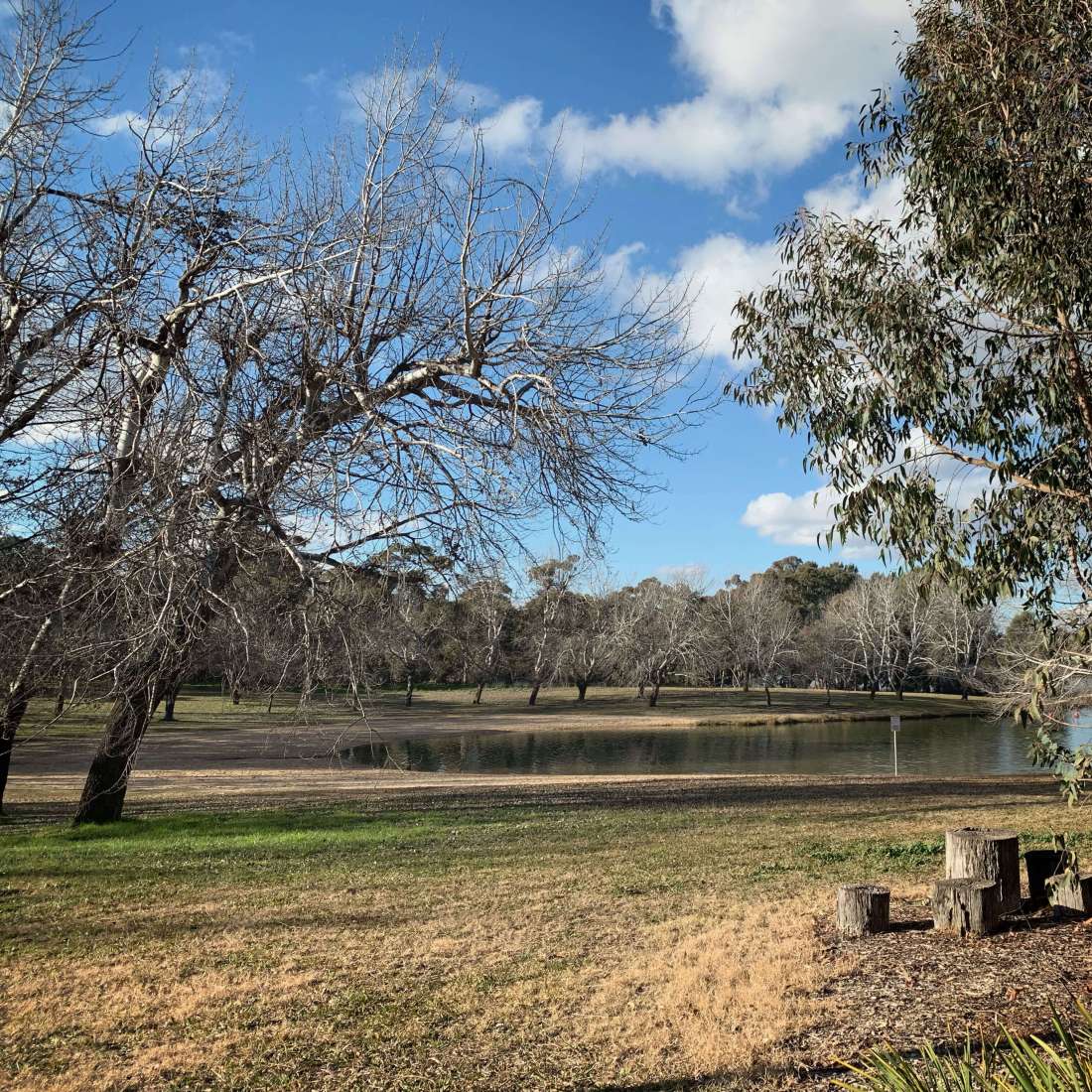 Trees by the lake Ginninderra