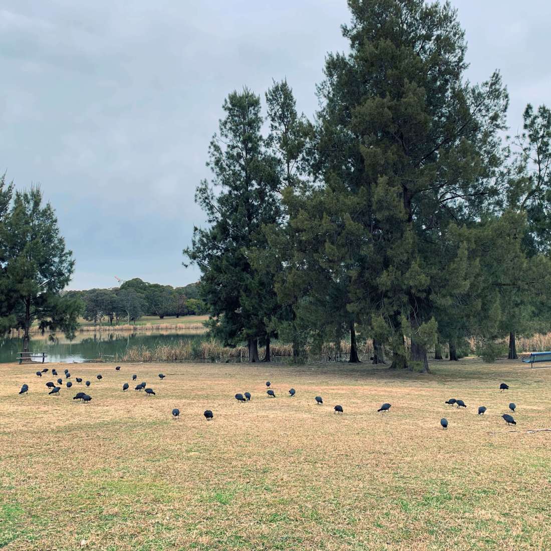 Western Foreshore Park, Lake Ginninderra, Canberra