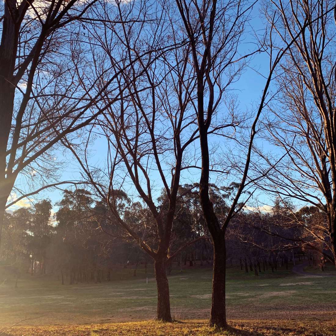 Trees without leaves - Canberra