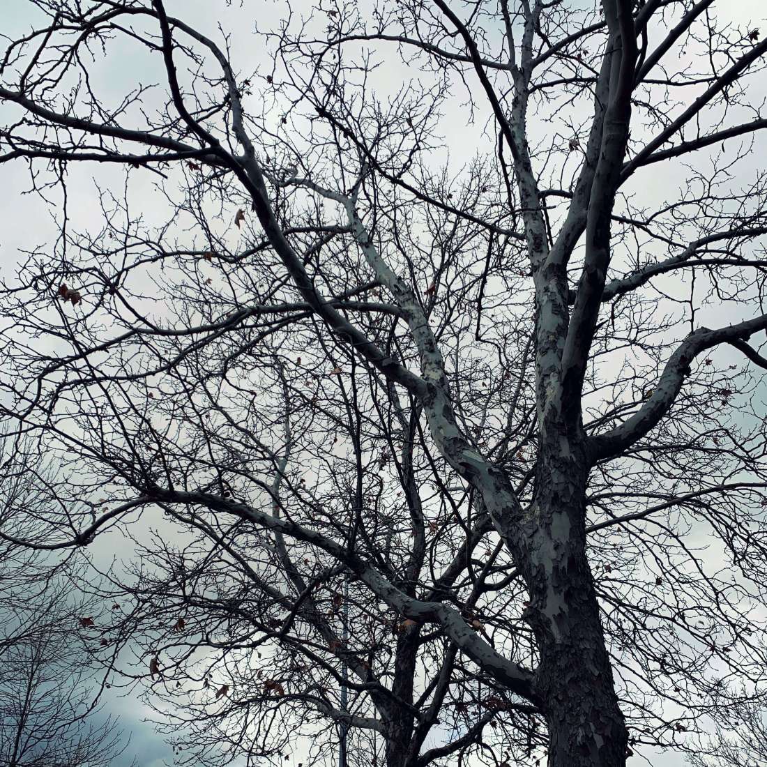 Winter trees - Canberra
