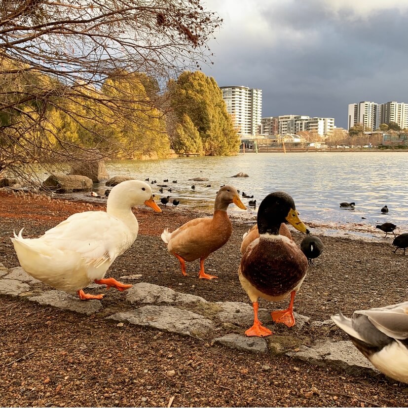 Ducks in lake Ginninderra,Canberras