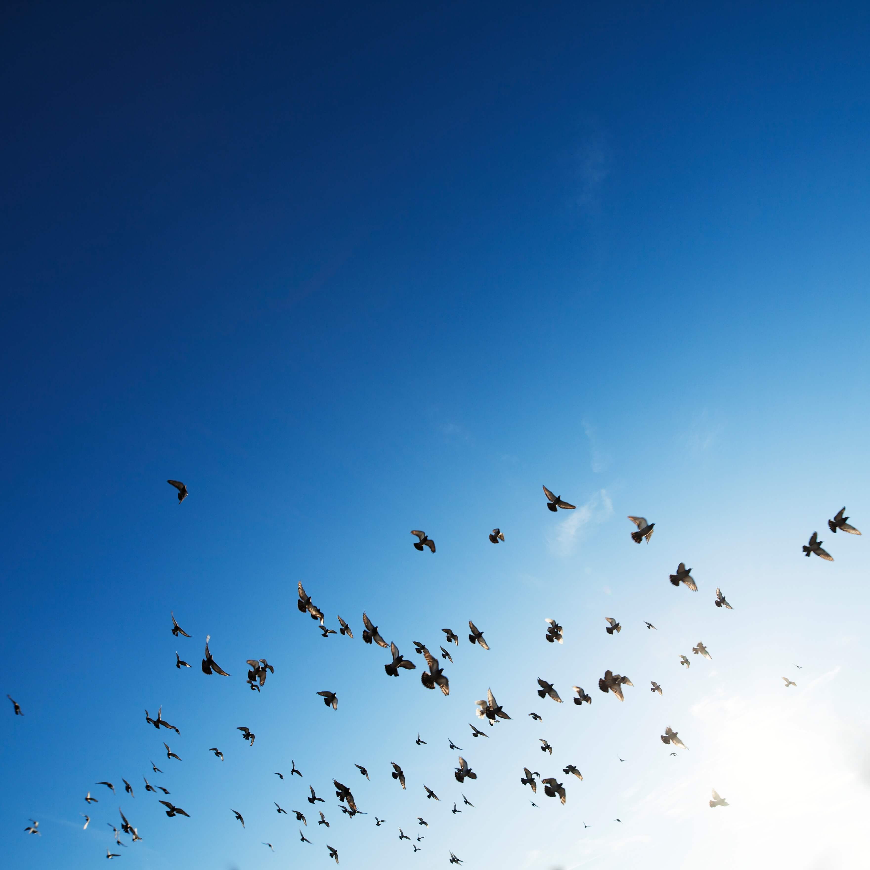 birds
