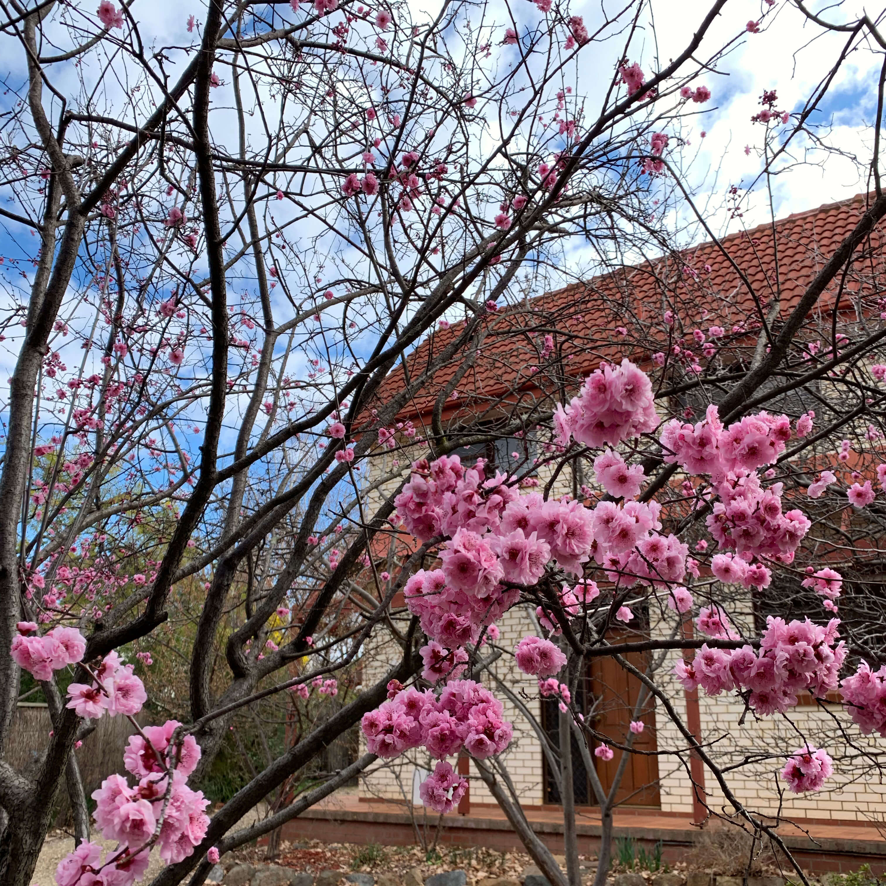 Spring blossoms, Canberra