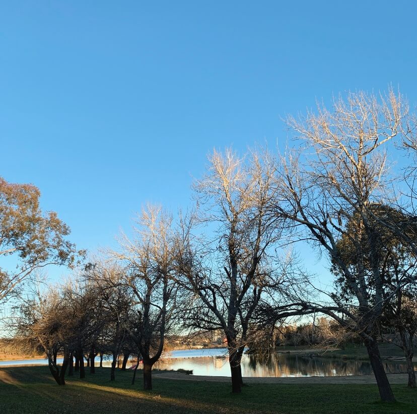 Trees by the lake Ginninderra in winter