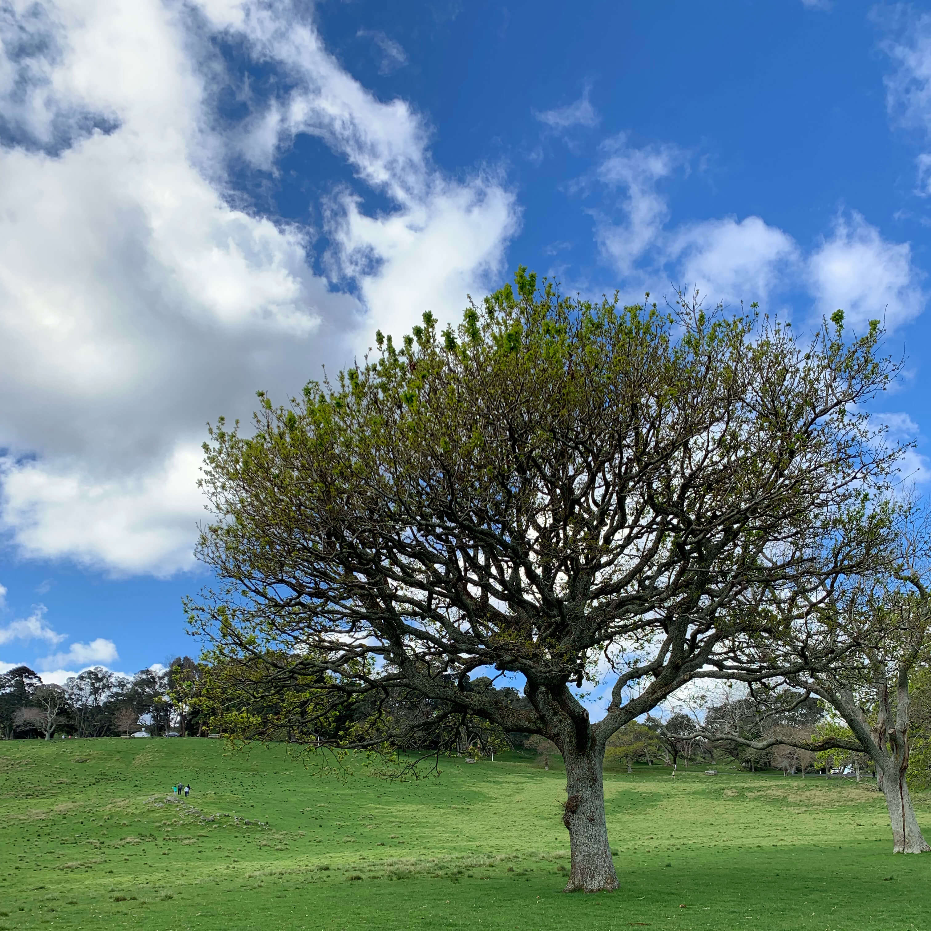 One Tree Hill, Auckland, New Zealand