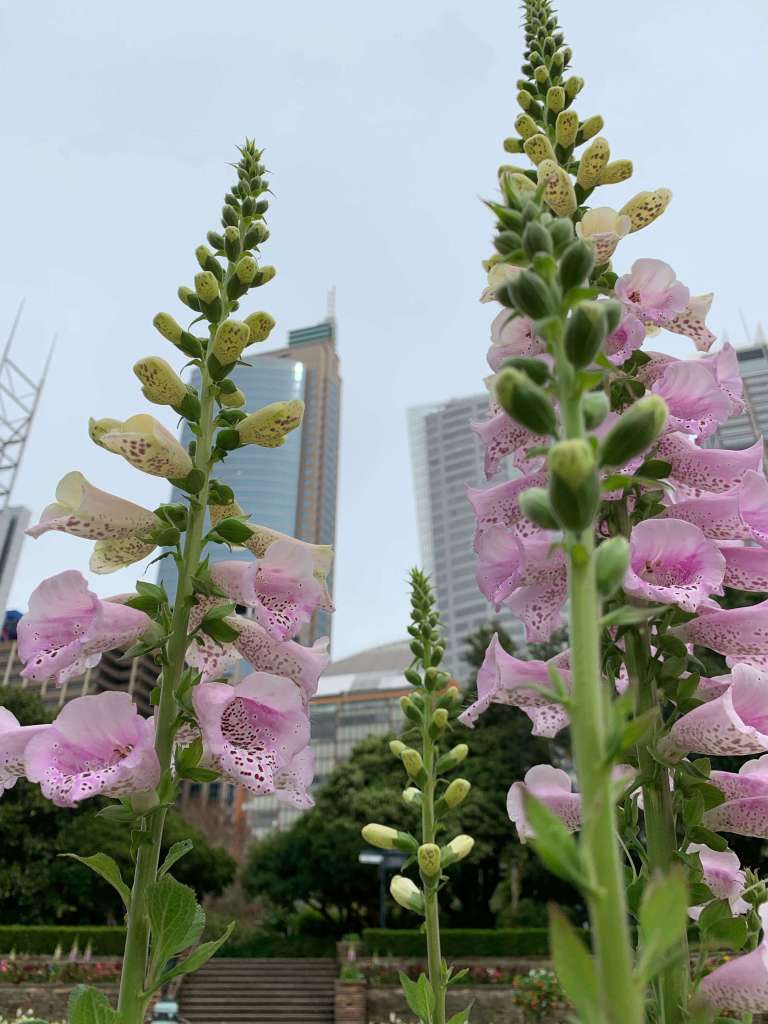 Royal Botanical Gardens, Sydney