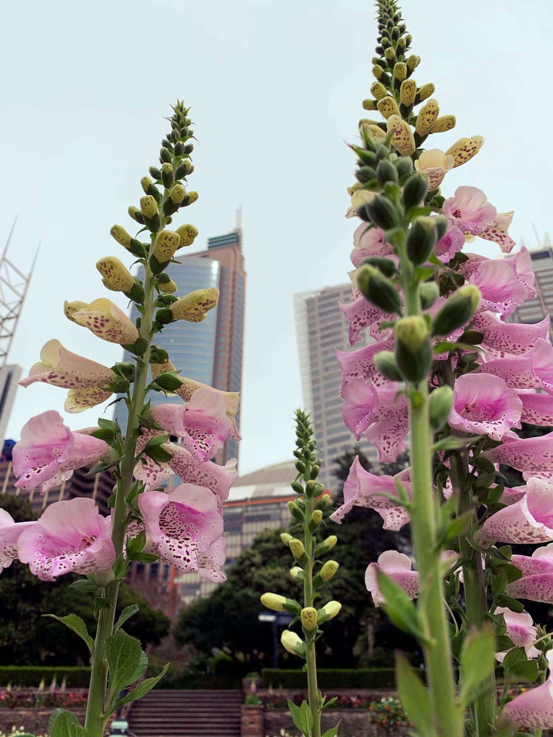 Royal Botanical Gardens, Sydney
