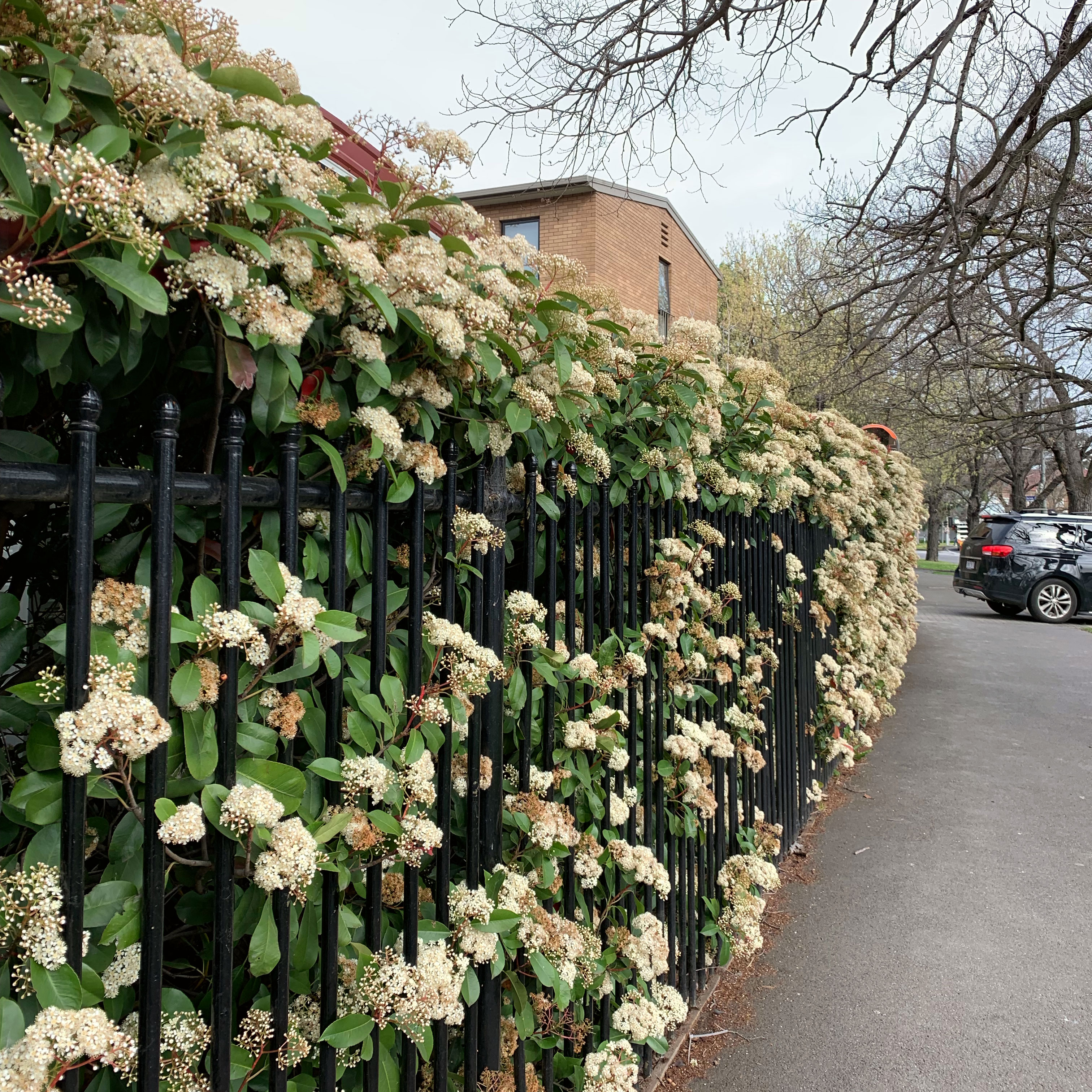 Spring flowers, Melbourne