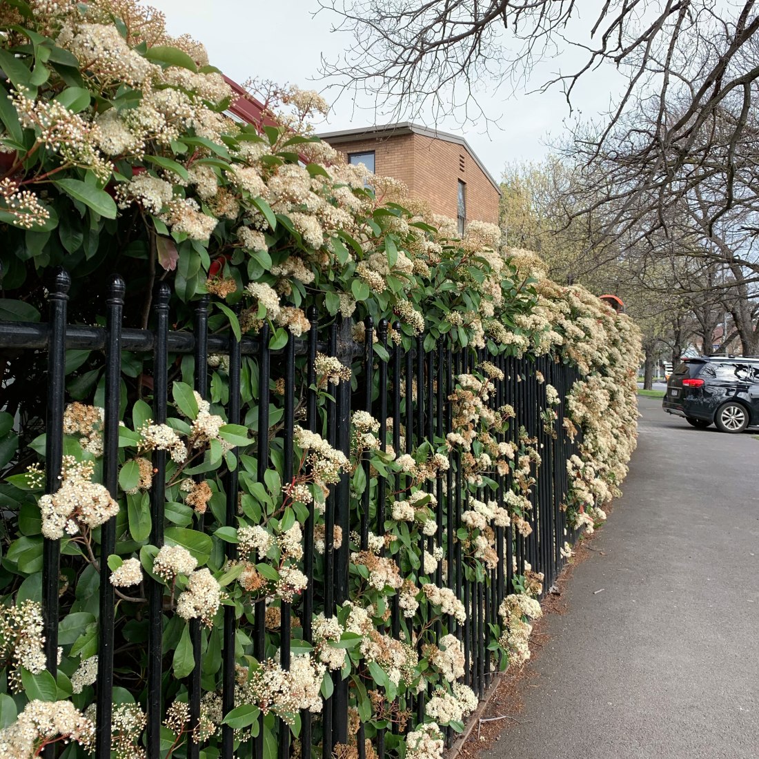 Spring flowers, Melbourne