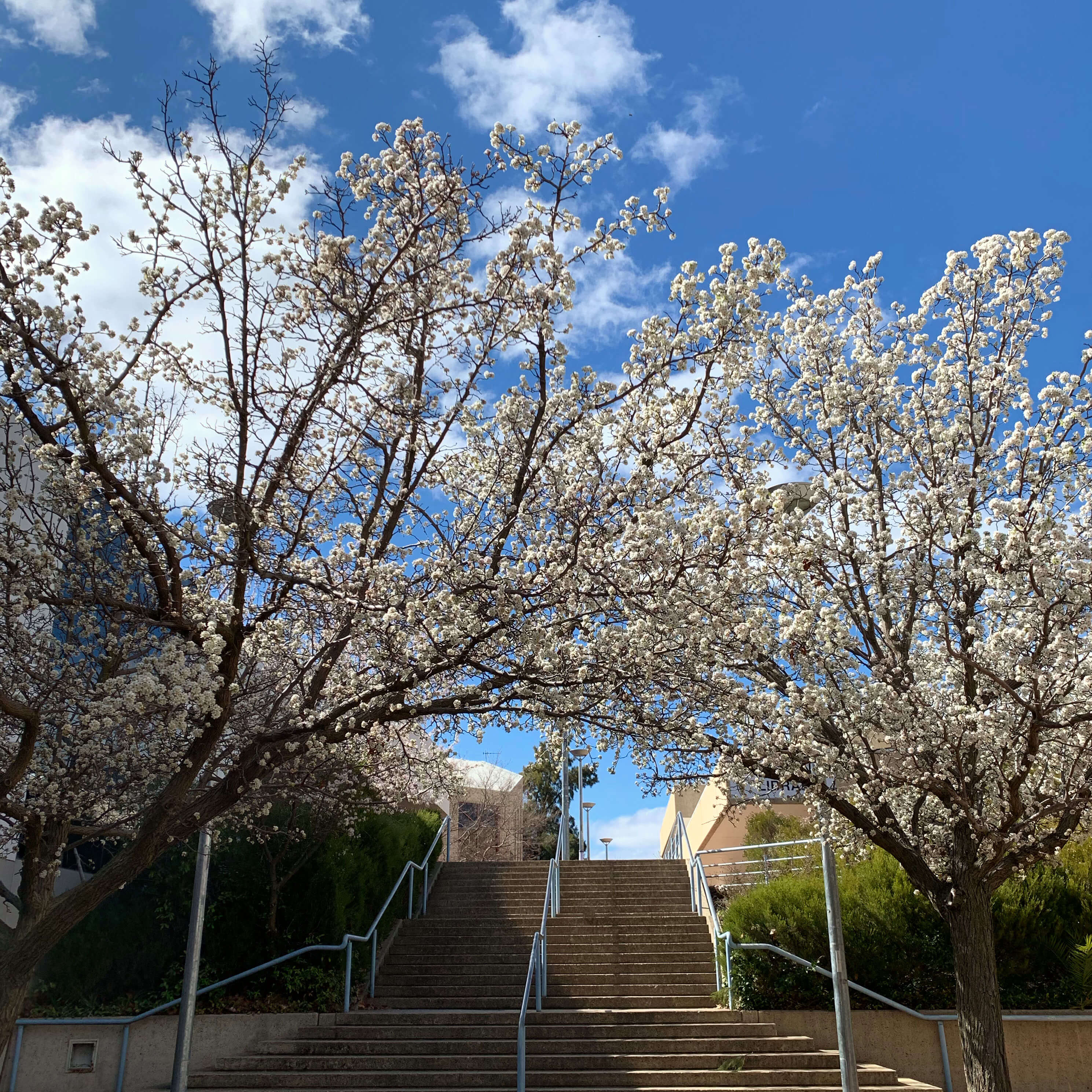 Flowers in springtime, Canberra, Australia