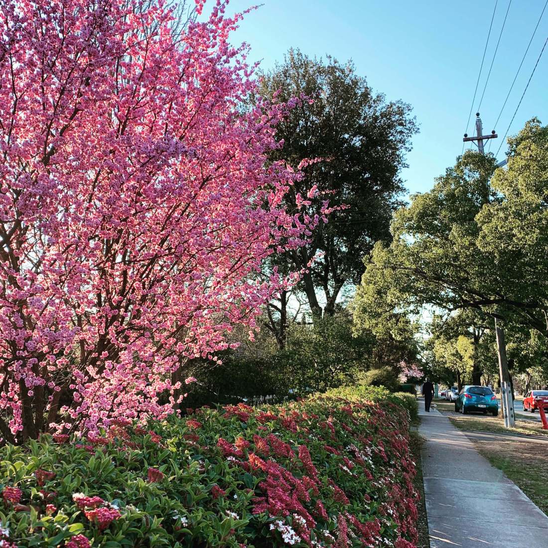 Springtime in Canberra