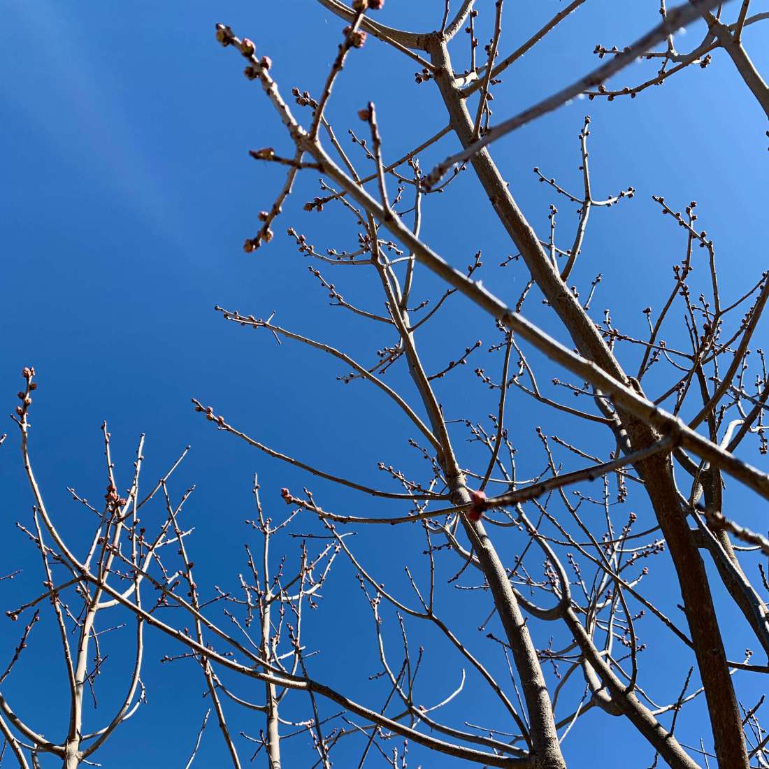 Flower buds in spring, Canberra